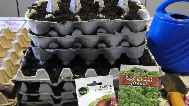 СЕЕМ СВЕКЛУ,УКРОП,ПЕТРУШКУ И САЛАТ В ЯЙЧЕЙКИ ИЗ ПОД ЯИЦ,СУПЕР СПОСОБ,ЕСЛИ БОЛИТ СПИНА смотреть онлайн