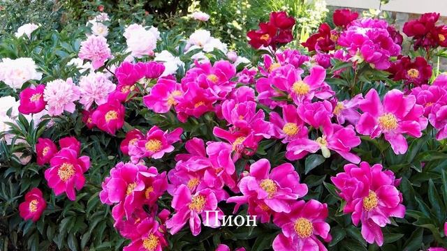 Розовые цветы для оформления клумбы в розовом цвете смотреть онлайн