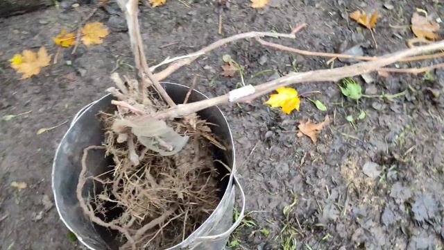 Как пересаживаю взрослые кусты винограда поздней осенью перед зимовкой.Пересадка винограда в теплиц смотреть онлайн