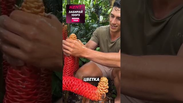 Самое странное растение!🍀😱 смотреть онлайн