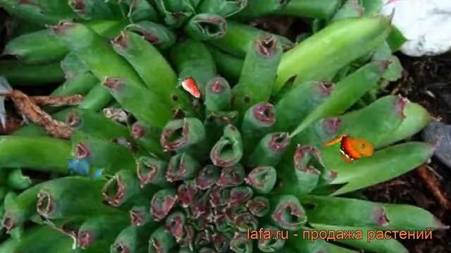 Молодило обыкновенная Оддити (sempervivum oddity) ? обзор: как сажать, рассада молодила Оддити смотреть онлайн