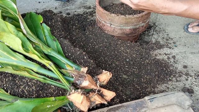 Wave of Love Cuttings (Anthurium Plowmanni) смотреть онлайн