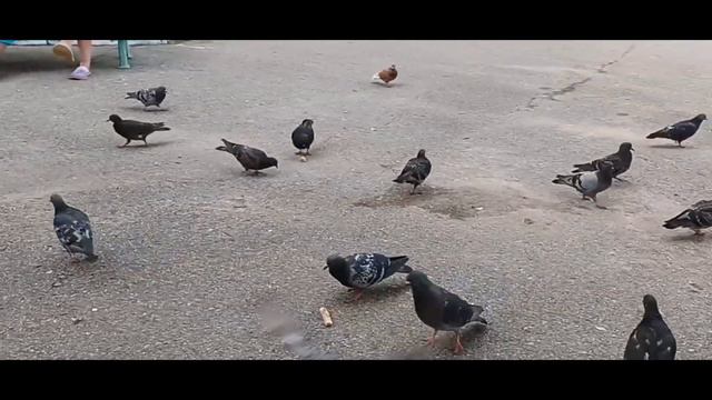 Много голубей возле Коми республиканской клинической больницы часть 2 смотреть онлайн