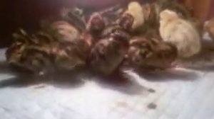 Поилка для суточных перепелят в которой они не утонут. Мои перепелята.