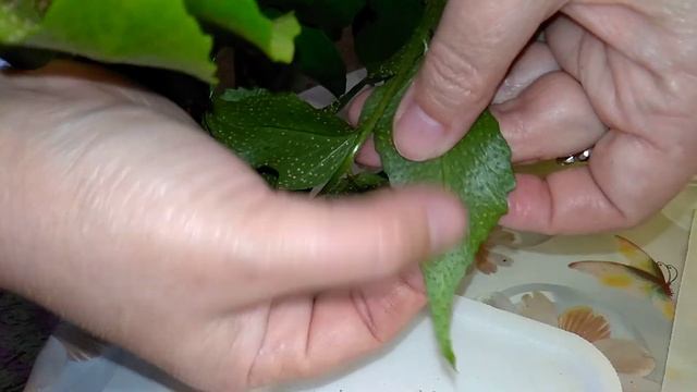 Посев спор с папоротника Циртомиума серповидного смотреть онлайн