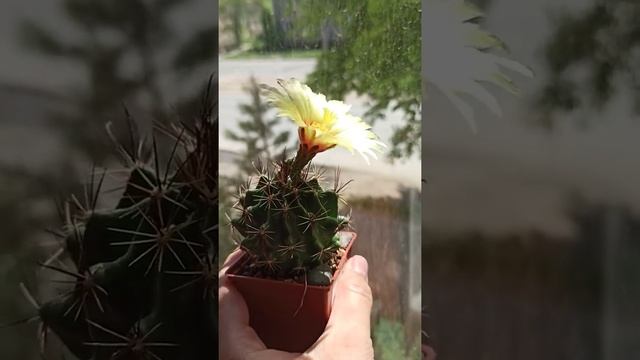 Hamatocactus setispinus цветет кактус! смотреть онлайн
