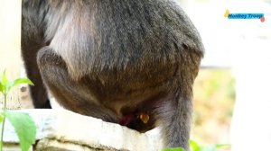 Macaque Mother Monkey Naturally Giving Her New Birth Of Baby In Day Time