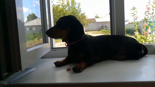 Работаем на саду, делаем вишнёвый компот)) смотреть онлайн