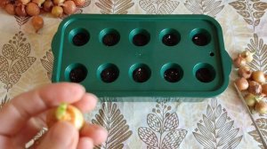 Сажаю проросший ЛУК СЕВОК.