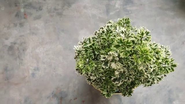 Aralia Variegated White Plant ☘️//Air Purifying Indoor Plant ☘️//