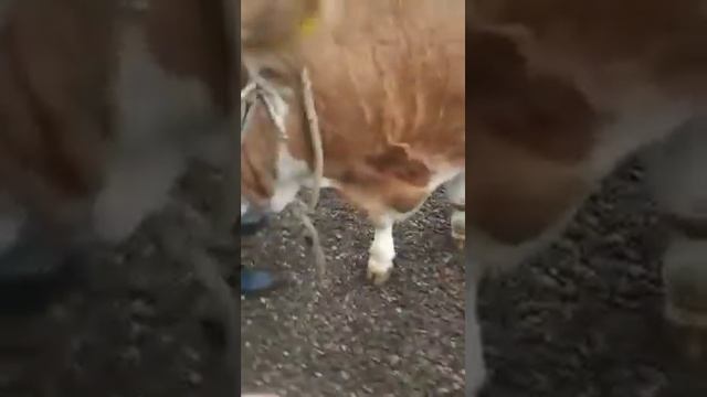 Тёлка сементал 1 год 4 месяца смотреть онлайн