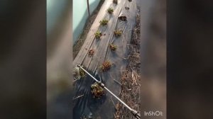 Первая весенняя обработка клубники Бордоской жидкостью.