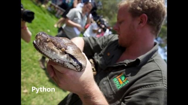 Anaconda vs Python Part 1 What is the biggest snake in the world! смотреть онлайн