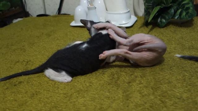 Котята донского сфинкса (шесть недель) смотреть онлайн