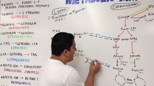 Metabolism _ The Metabolic Map_ Lipids.mp4 смотреть онлайн