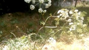 Растение семейства зонтичных. Как оно называется?