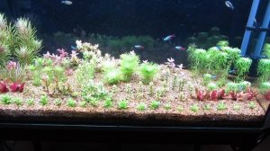 Нитрат или азот в аквариуме. Его нехватка и блокировка.