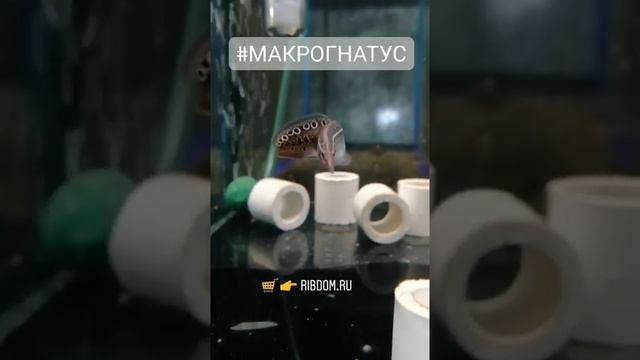 Макрогнатус глазчатый ribdom.ru смотреть онлайн