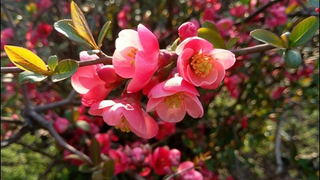 DeeJay Dan - Deep In My Soul 62 [2018] смотреть онлайн