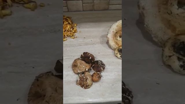 Грибы из нашего леса смотреть онлайн