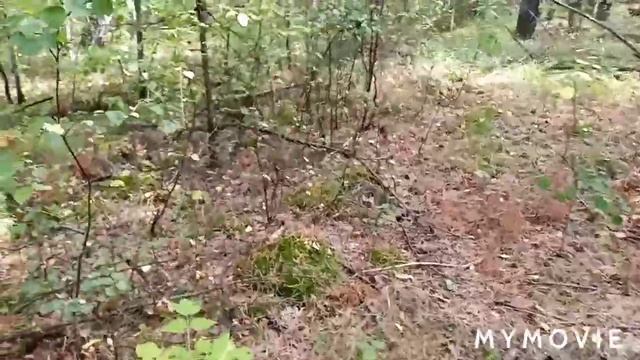 Поехали в ёлки за маслятами. Жизнь в Сибири. смотреть онлайн