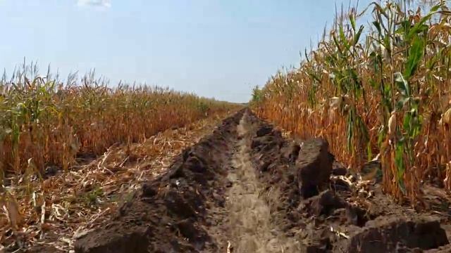 Скоро уборка кукурузы . Кукуруза после полива