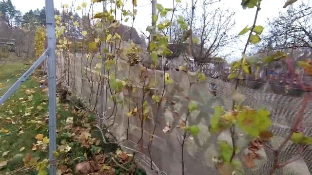 ??Обрезать или рано. Когда обрезать виноград. Обрезка винограда осенью смотреть онлайн
