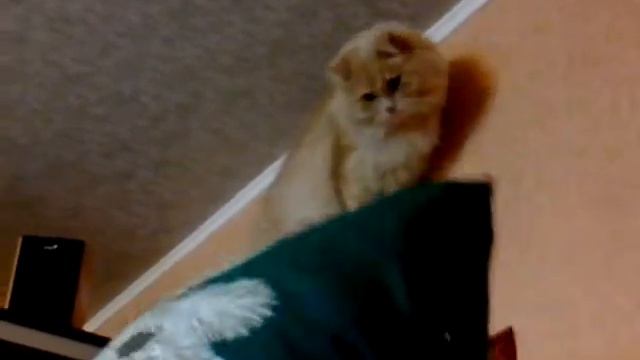 Кот залез на кондиционер смотреть онлайн