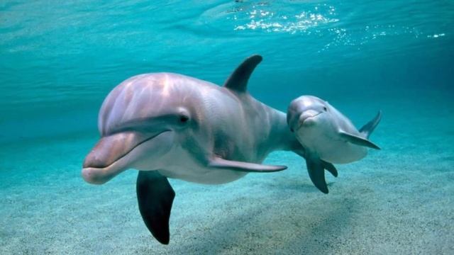 Savvas Savva (Саввас Савва)– Dolphins delight (Восхищение дельфинов) смотреть онлайн