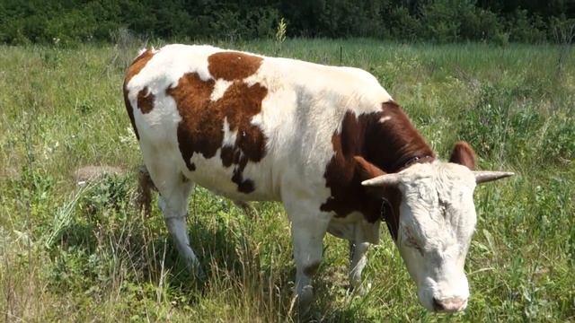 БЫКИ, КОТОРЫХ МЫ НЕ ЗНАЕМ смотреть онлайн