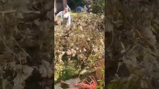 Удаление дерева возле частного дома смотреть онлайн