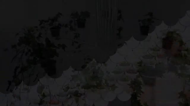 Размещение комнатных растений смотреть онлайн