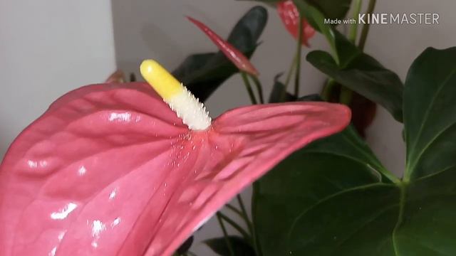 #MEUS LINDOS PRESENTES💕💕 смотреть онлайн