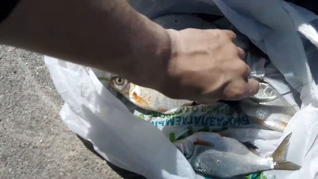 Много плотвы смотреть онлайн