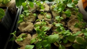 ЧУДО ПОДКОРМКА ДЛЯ ЧЕРЕНКОВ ХРИЗАНТЕМЫ  И ПЕТУНИИ.