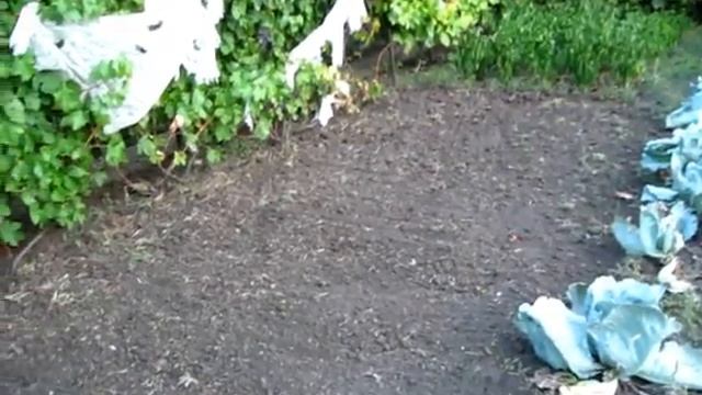 Убираем ботву, готовим грядки к следующему году смотреть онлайн