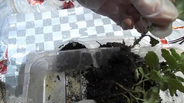 УКОРЕНИВШАЯ ХРИЗАНТЕМА ГОТОВА К ПЕРЕВАЛКЕ. РАССАЖИВАЮ ЧЕРЕНКИ УКОРЕНИВШЕЙ ХРИЗАНТЕМЫ ПО СТАКАНЧИКАМ смотреть онлайн