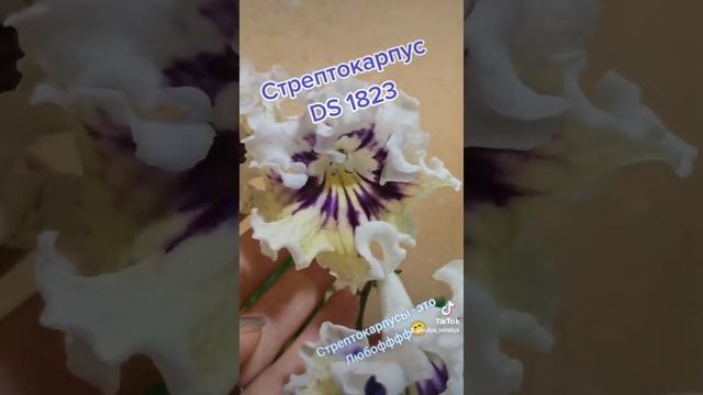 Стрептокарпус DS 1823. #обзор #осень2021 #цветывдоме #стрептокарпус смотреть онлайн