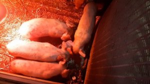 ЧЕМ КОРМИТЬ ПОРОСЯТ? /Первый прикорм!