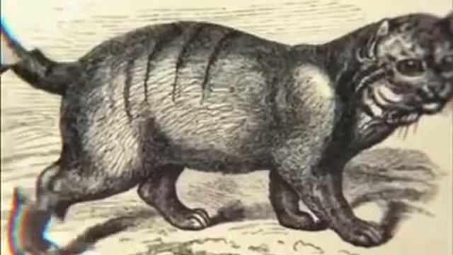 МАНУЛ - ИНТЕРЕСНЫЕ ФАКТЫ