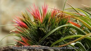 Тилландсия атмосферная — уход в домашних условиях