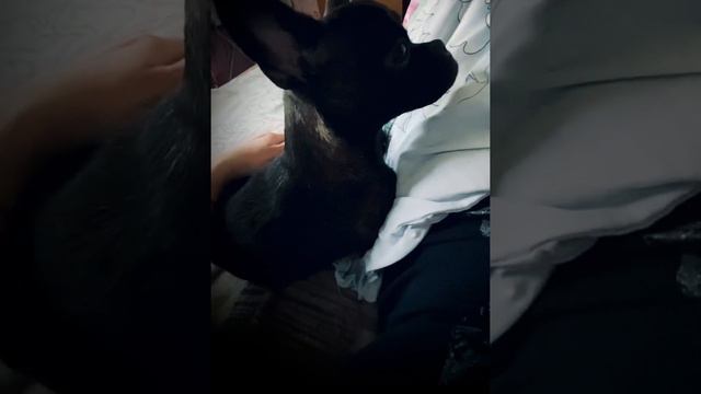 Оливия любит покушать смотреть онлайн