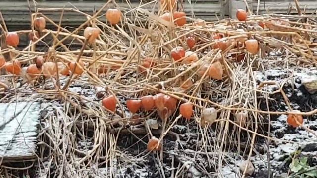 2970 Снесли деревья город Орёл река Орлик Правый берег старинные дома Васильевский мост Тургеневски смотреть онлайн