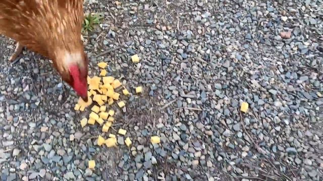 #247 Жизнь в деревне / Отдыхать не работать. Ещё один жаркий день на хуторе смотреть онлайн