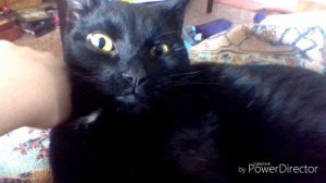 Песня про Чёрного Кота