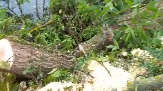 Малаховское озеро и лес, распил и осквернение, ч. 20