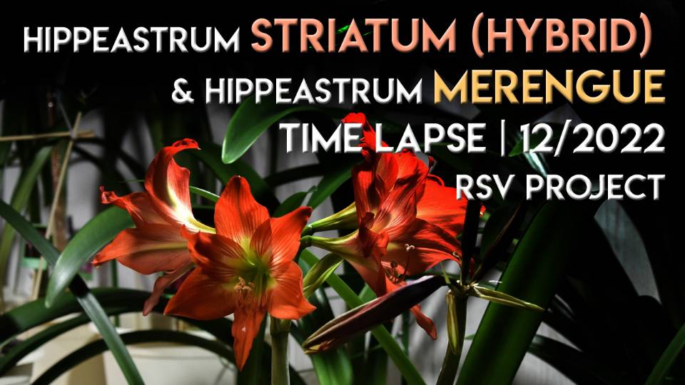 Hippeastrum Striatum (hybrid) & Hippeastrum Merengue Time Lapse | 12/2022
