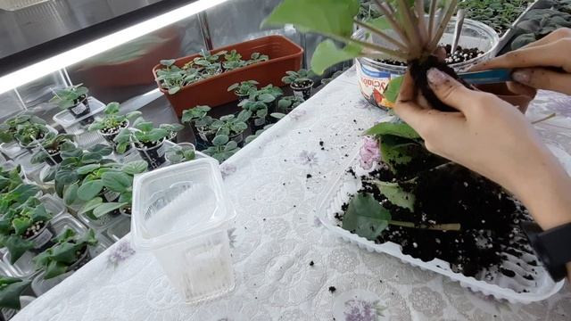 Фиалка отцвела. Как подготовить к следующему цветению. Фиалка после цветения. #фиалки смотреть онлайн