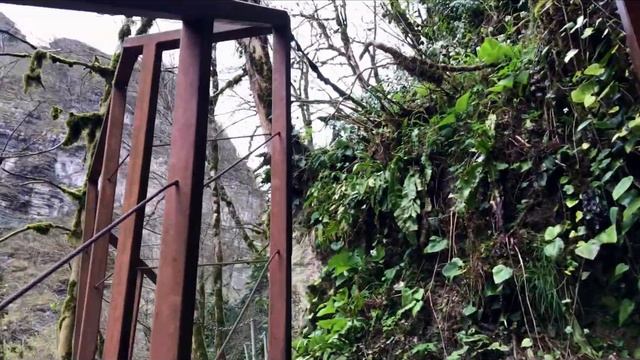 Сказочный Лес. Тисо-Самшитовая Роща Сочи. Хоста смотреть онлайн