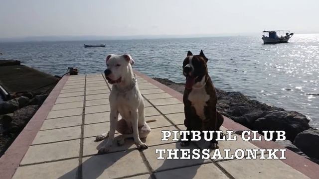 PITBULL CLUB THESSALONIKI UNOFFICIAL MEETING 16/10/2016 смотреть онлайн